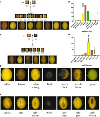 Identification of candidate genes for soybean seed coat-related traits using QTL mapping and GWAS